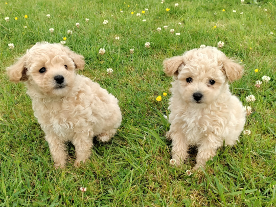 Poochon puppies