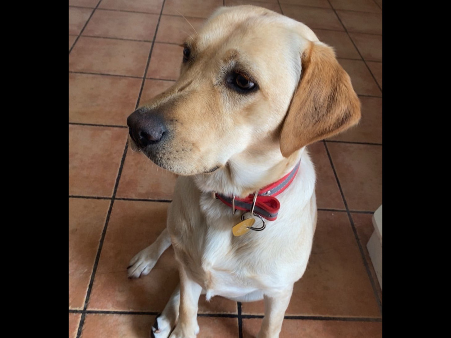 Purebred Labrador 2