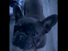 Blue Tan French Bulldog 1