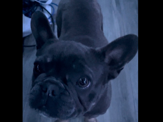 Blue Tan French Bulldog