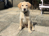 Labrador 2