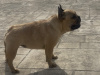 French bulldog ikc reg 2