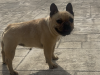 French bulldog ikc reg 3