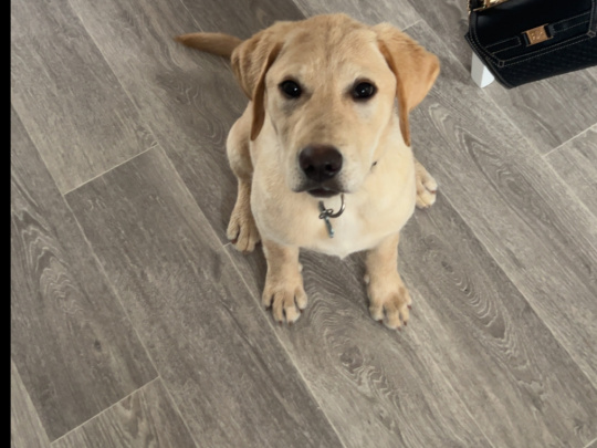 Labrador