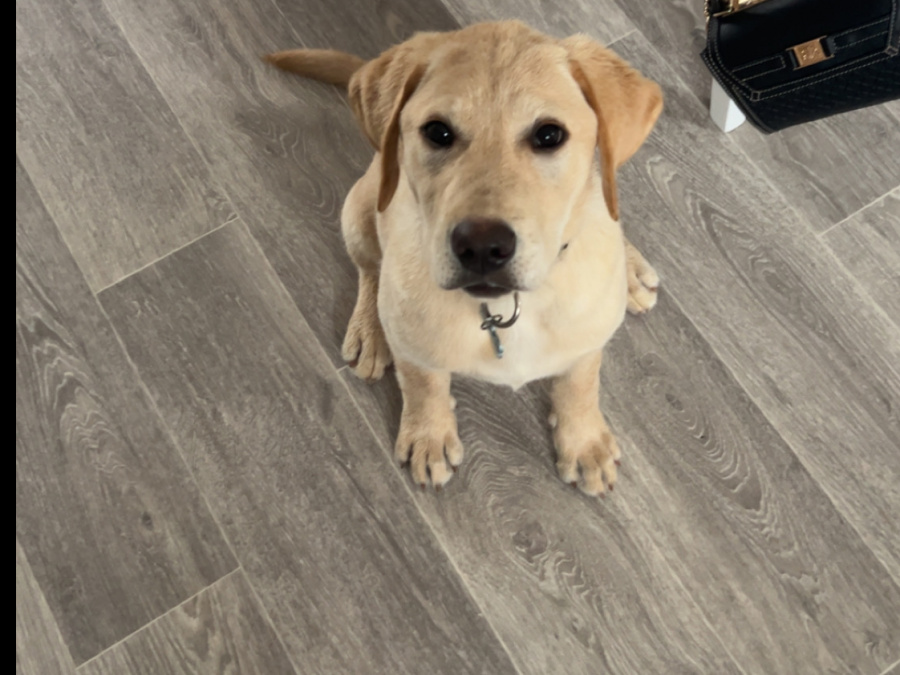 Labrador 1