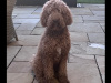 Non shed, hypoallergenic poodle puppies 1