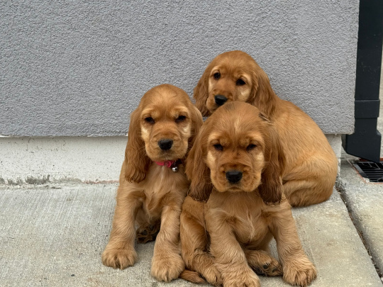 Golden Cocker Spaniel puppies