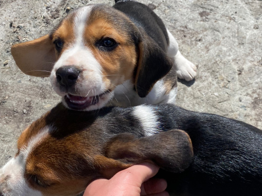 Beagles puppies, tricolour, 1ft breed