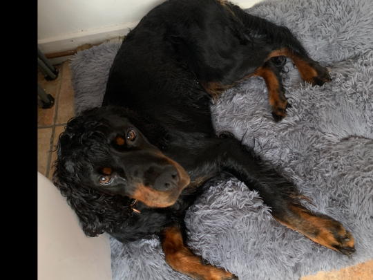 5 years old Gordon setter