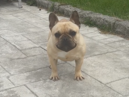 French bulldog ikc reg