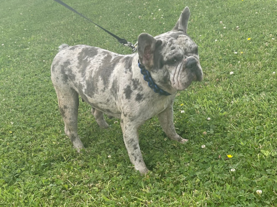 Blue Merle French bulldog female