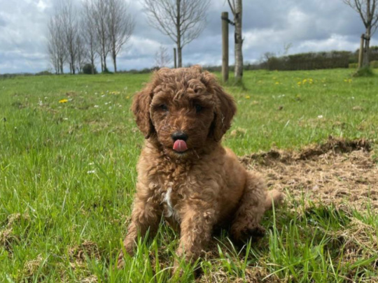 3 Standard Poodle Puppies For Sale