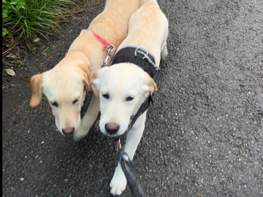 Labrador Retrievers - brother & sister