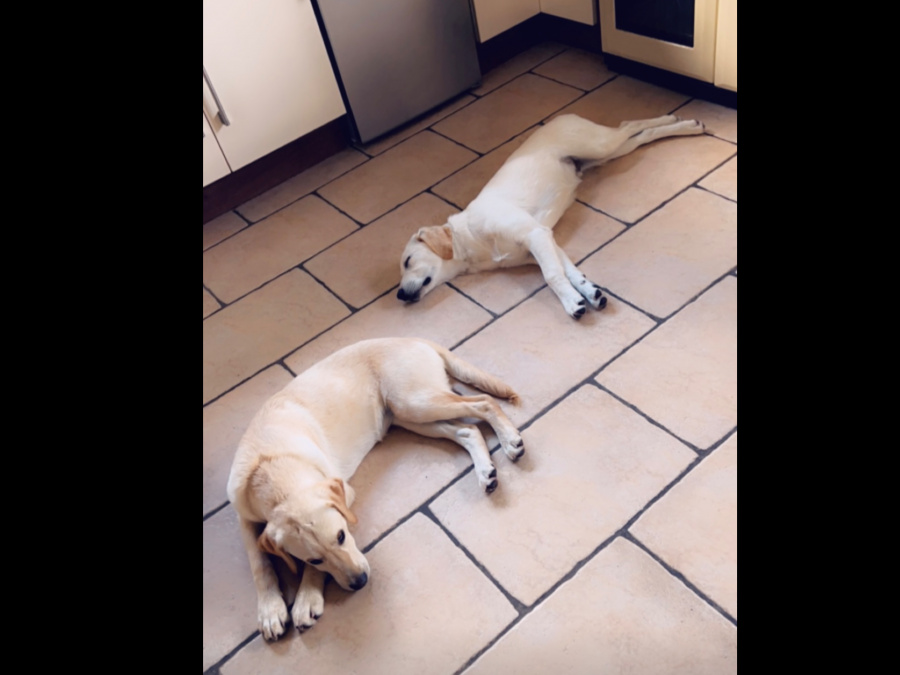 Labrador Retrievers - brother & sister 2