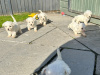 Maltese x Bichon Pups 4