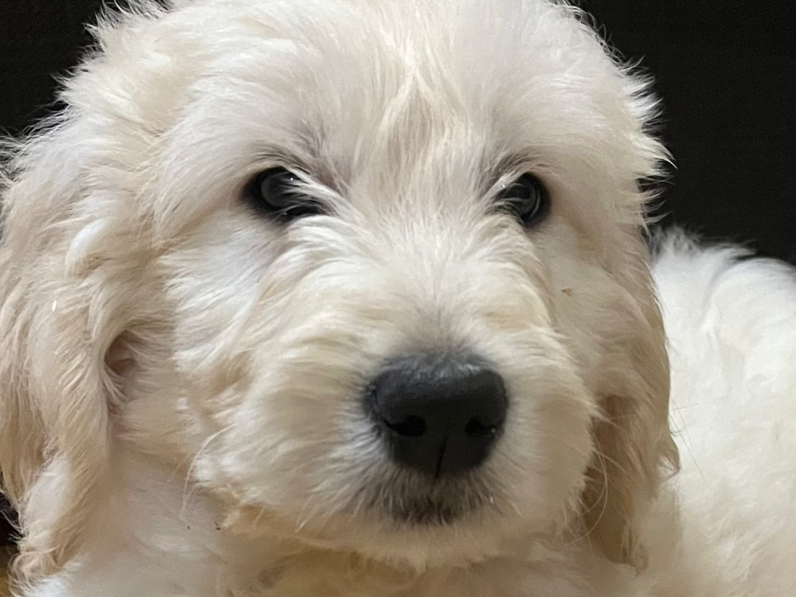 Superb F1 Golden Doodles *Only 2 left* 7