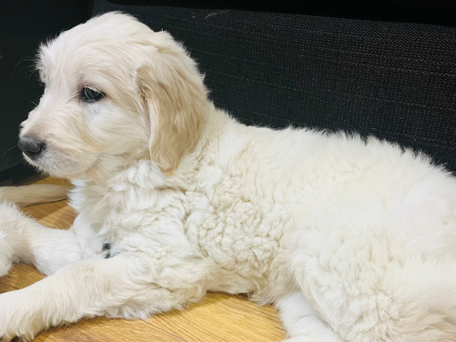 Superb F1 Golden Doodles *Only 2 left* 8