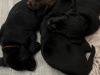 3 Black Labrador Puppies For Sale 1