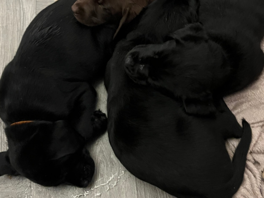 3 Black Labrador Puppies For Sale