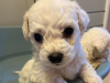 Maltese x Bichon Pups 3