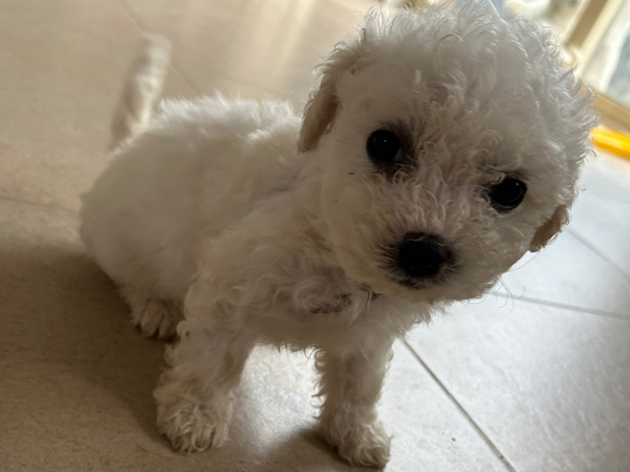 Maltese x Bichon Pups 2