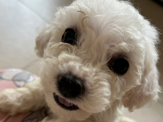 Maltese x Bichon Pups