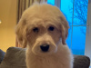 Superb F1 Golden Doodles *Only 2 left* 6