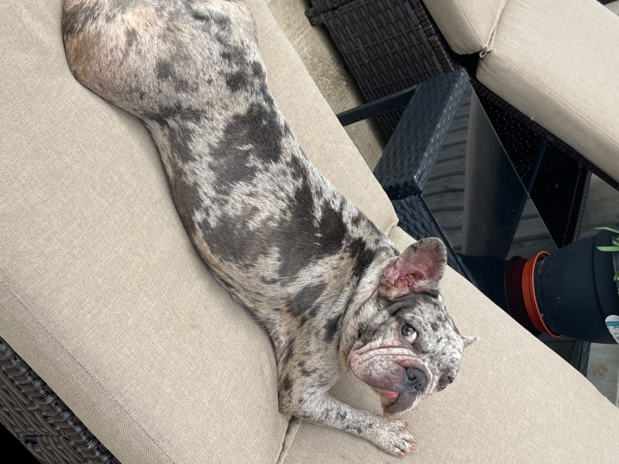 Blue Merle French bulldog female 6