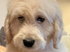 Superb F1 Golden Doodles *Only 2 left* 5