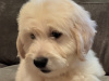 Superb F1 Golden Doodles *Only 2 left* 2