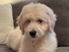 Superb F1 Golden Doodles *Only 2 left* 1