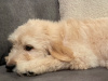 Superb F1 Golden Doodles *Only 2 left* 4