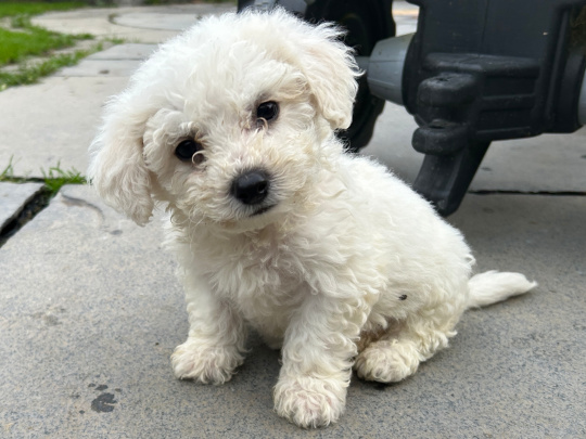 Maltese x Bichon Pups