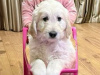 Superb F1 Golden Doodles *Only 2 left* 3