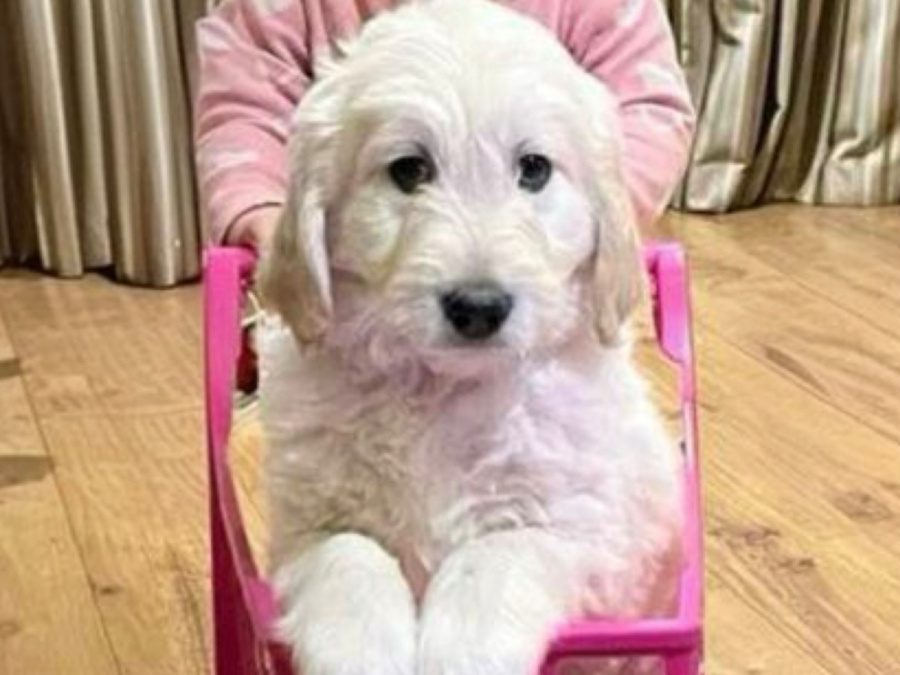 Superb F1 Golden Doodles *Only 2 left* 3