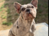 Blue Merle French bulldog female 2