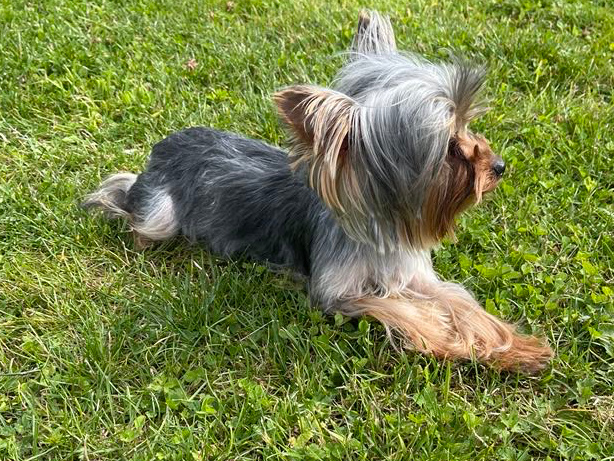 Yea cup Yorkie male pup for sale 3