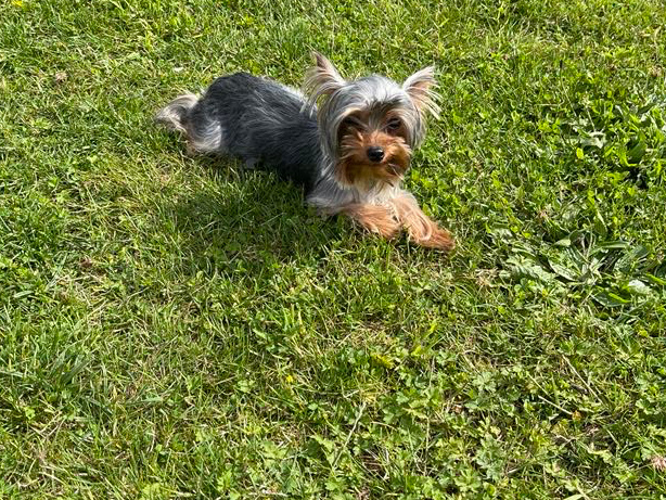 Yea cup Yorkie male pup for sale 4