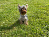 Yea cup Yorkie male pup for sale 2