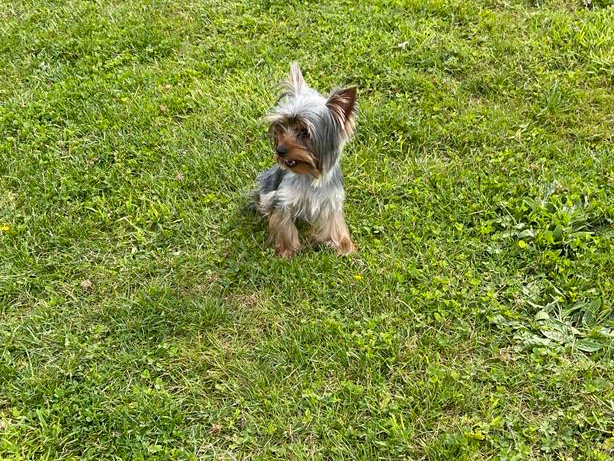 Yea cup Yorkie male pup for sale 5