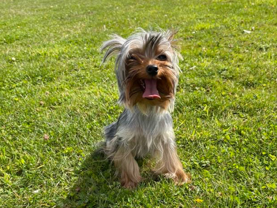 Yea cup Yorkie male pup for sale