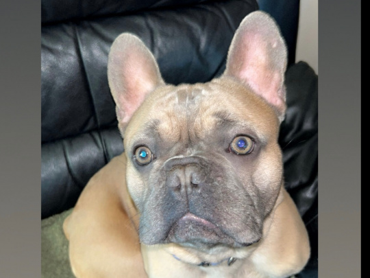 Fawn French Bulldog For Sale