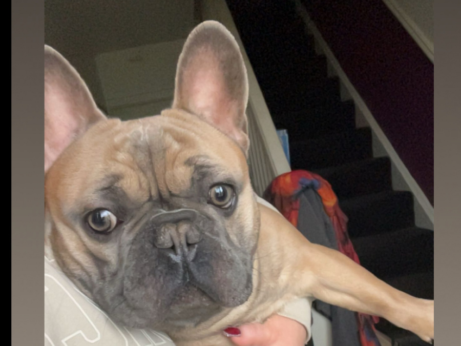 Fawn French Bulldog For Sale 2