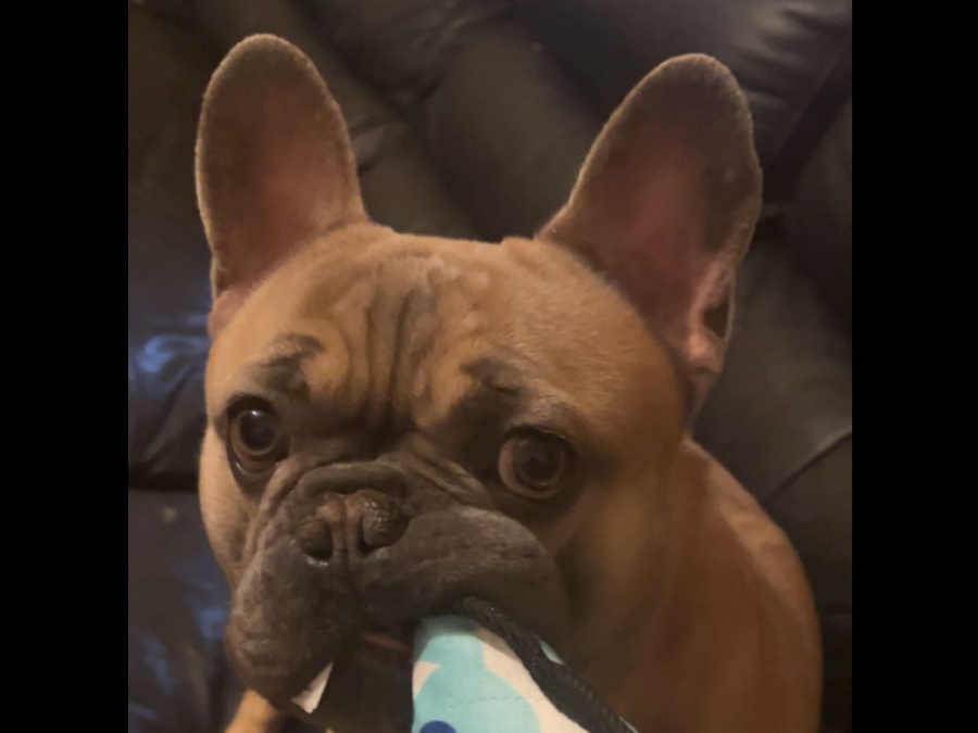 Fawn French Bulldog For Sale 4