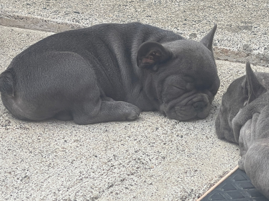 Blue French bulldog Female pup 6