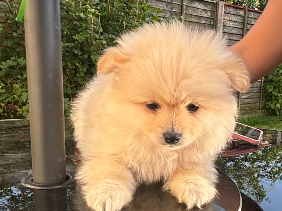 Pomeranian Puppies 2