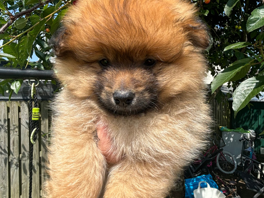 Pomeranian Puppies