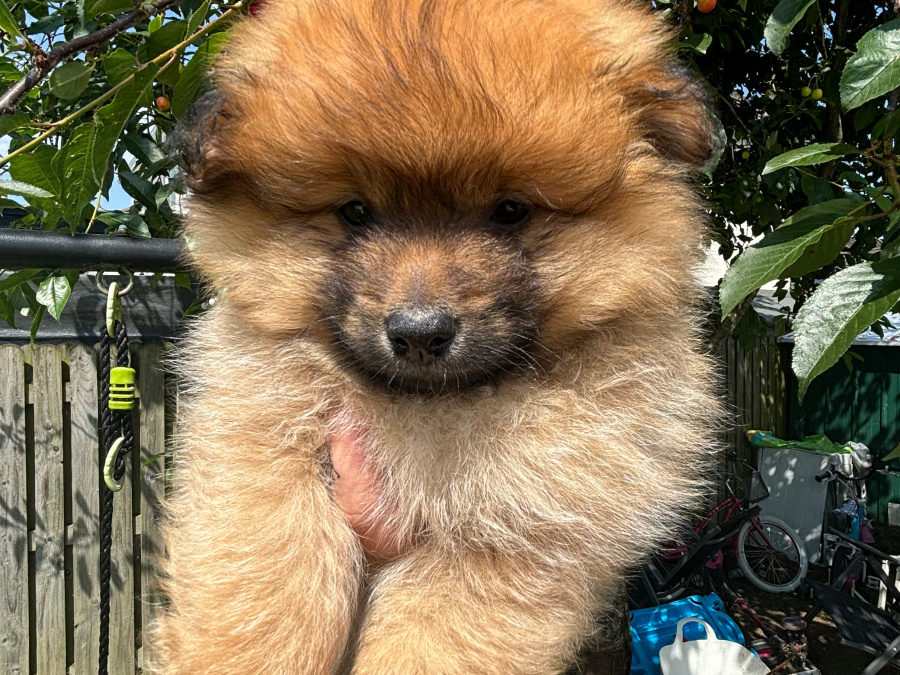 Pomeranian Puppies 1
