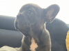 Blue French bulldog Female pup 3