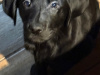 5 Beautiful Labrador Retriever looking for their forever homes 3